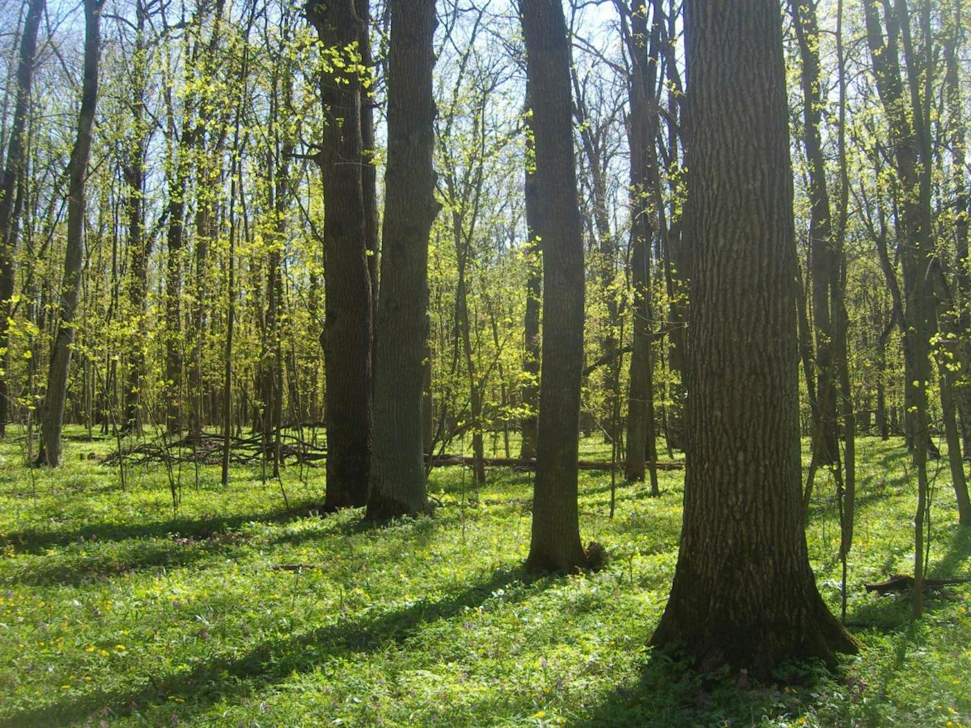 European Interior Mixed Forests (PA12)